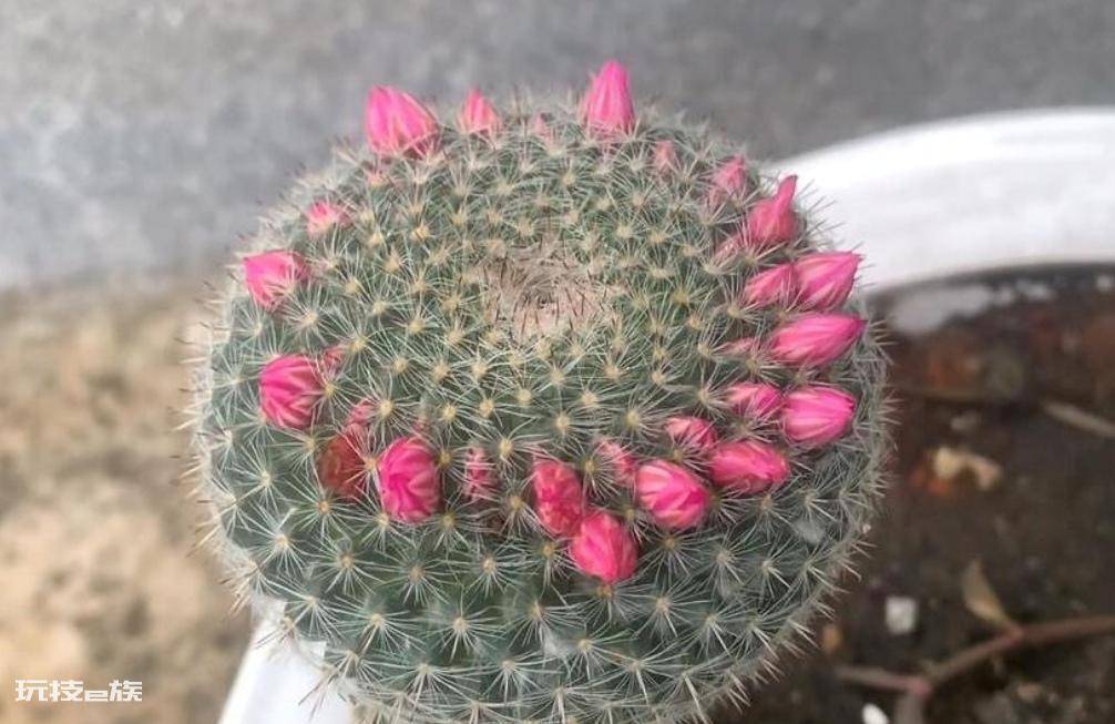 仙人球品种大全图片及名称(好养漂亮易开花的仙人球)-图片6